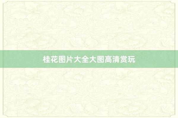 桂花图片大全大图高清赏玩