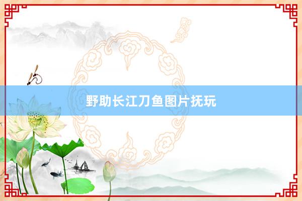 野助长江刀鱼图片抚玩